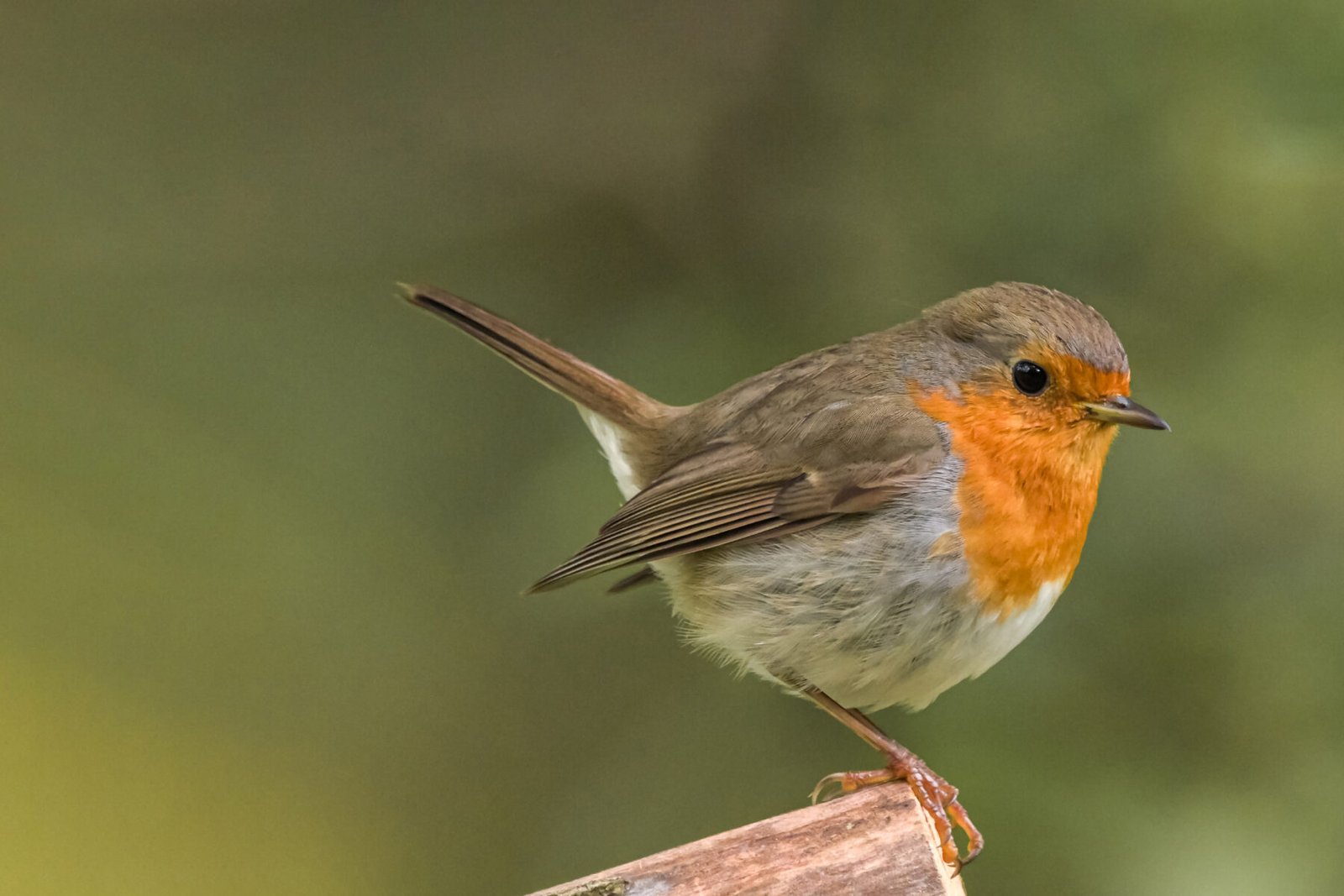 Rouge Gorge